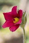 Lindsey Smith - Pulsatilla vulgaris - Pasque flower