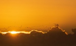 Meriel Flux - Geese at Sunrise, Gorlston