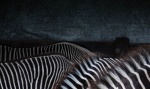 Miggy Wild - Zebras
