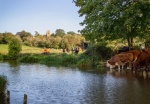 Nick Hardwick - A Pastoral Scene