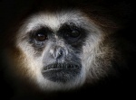 Nicky Westwood - Portrait of a gibbon