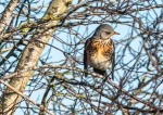 Richard Broadbent - Fieldfare