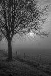 Wendy Meagher - Early in the morning, Hook Norton Vets
