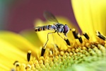 Hoverfly by Maureen Tyrrell IM