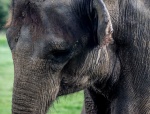 Elephant up close