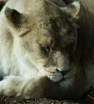 Sleeping Lioness