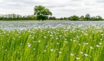 Flax field