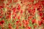 Poppies