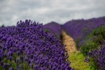 Lavender fields