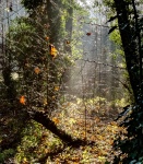 Evenley Trees 1