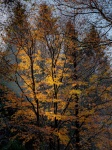 Evenley Trees 2