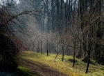 Evenley Trees 3