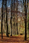 Evenley_trees_4