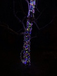 Neil Grantham - Tree lights