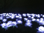 Miggy Wild - flowers alight