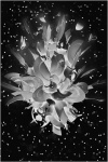 Simon exploding plates.jpg