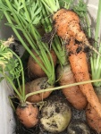 Homegrown . Miggyjpeg