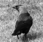 Meriel Flux - jackdaw