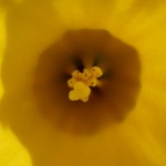 daff1