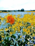 cosmos 2