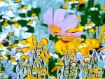 cosmos and borage