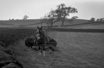 Paul Brewerton - Vintage haymaking