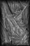 Mick 1 Palm Bark Grain.jpg
