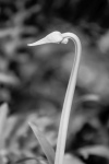 Andrew Dayer - Agapanthus Snake B&W