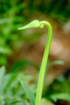 Andrew Dayer - Agapanthus Snake Orig
