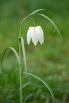 Colin Lamb - White fritillary colour