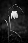 Colin Lamb - White fritillary mono