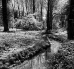Maureen Robinson - Spring Woodland Scene BW