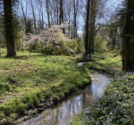 Maureen Robinson - Spring Woodland Scene colour