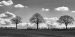 Maureen Tyrrell - North Newington tree BW