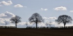 Maureen Tyrrell - North Newington tree Colour