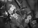 Miggy Wild - Tree blossoming b&w No 1