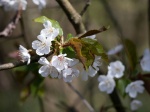 Miggy Wild - Tree blossoming No 1 Colour