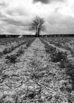 Nick Hardwick - Tree bw