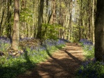 Badby Woods 1 J