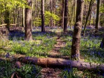 Badby Woods 3 J
