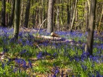 Badby Woods 8a j