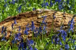Badby Woods 12 J