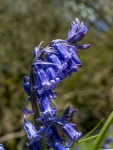 Badby Woods 14 J