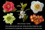 Alan Davies - Flowers