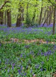 Anne Hunsley - Bluebells pic
