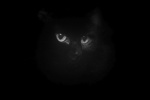 Meriel Flux - Mr Mistoffelees - pic