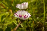Paul Brewerton - Daisy 1 j