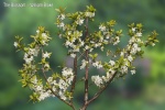 Alan Davies - Blossom