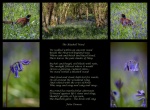 Colin Lamb - The Bluebell Wood