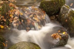 Lindsey Smith - Autumn - pic